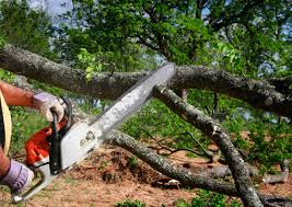 Best Emergency Tree Removal  in Evansburg, PA