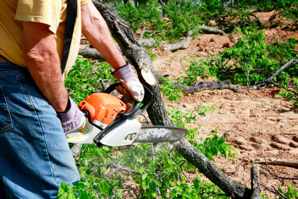 Professional Tree Services in Evansburg, PA